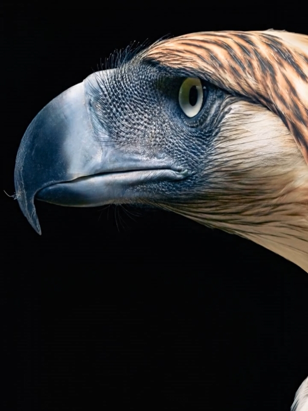 Un aigle
