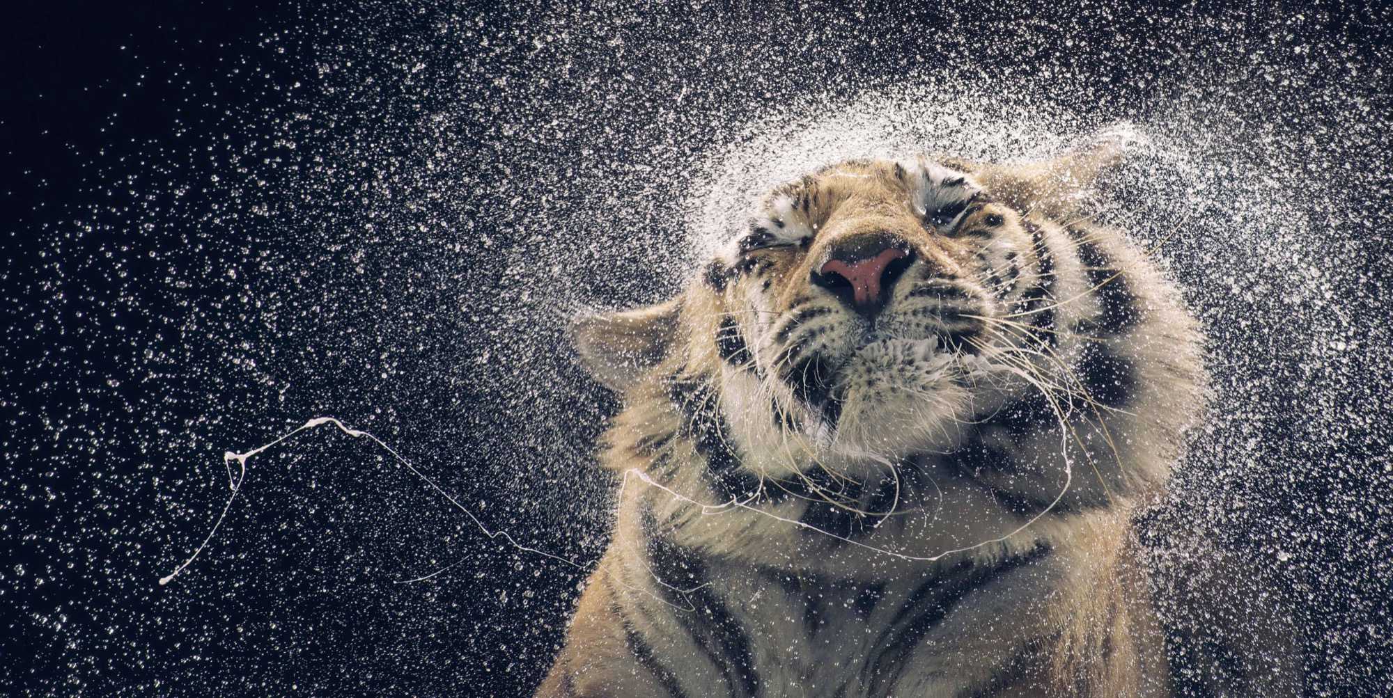Image d'un tigre