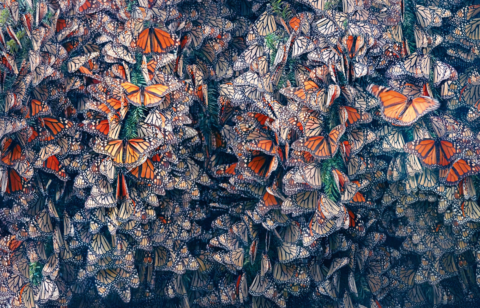 Des papillons