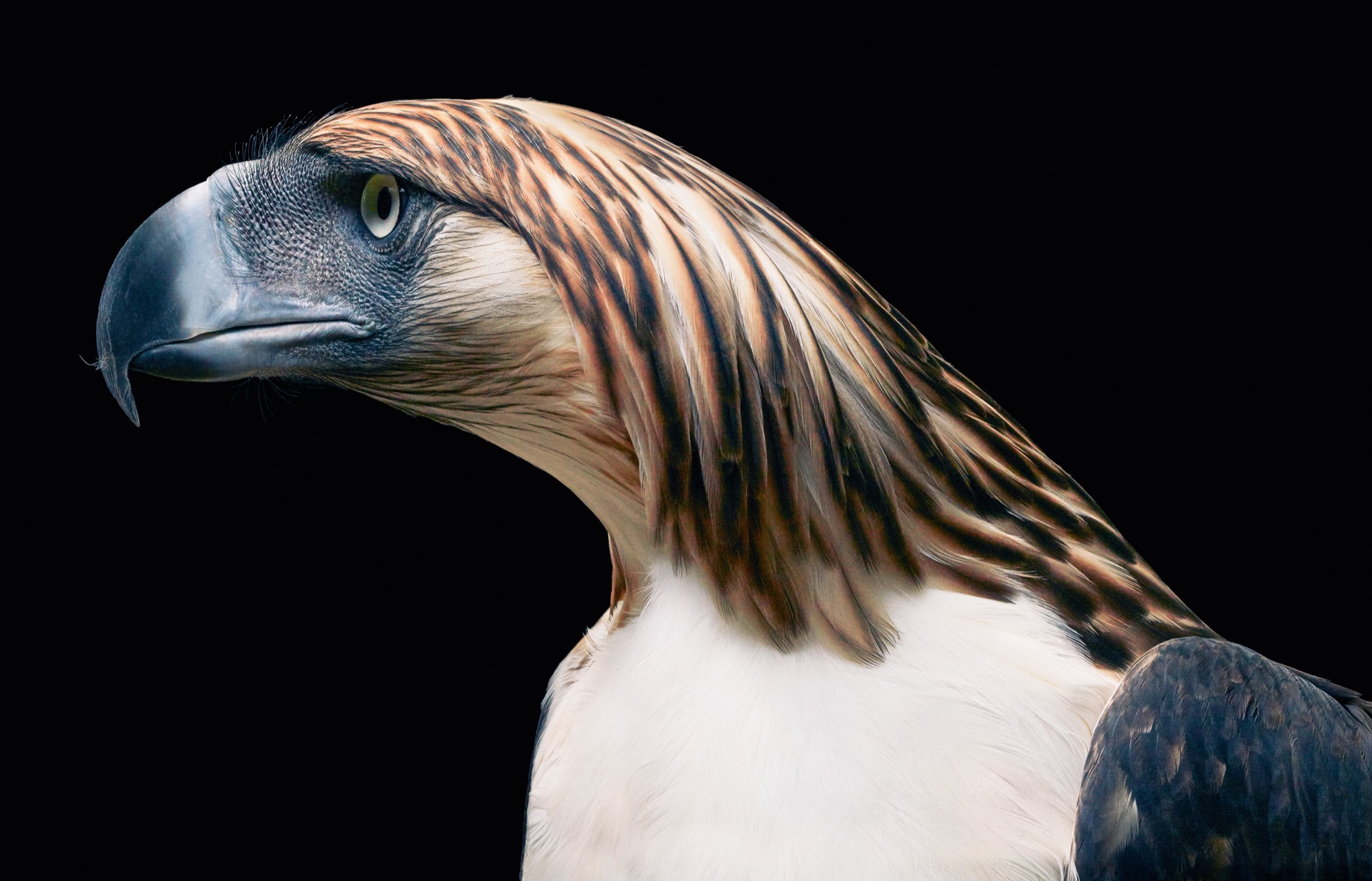 Un aigle